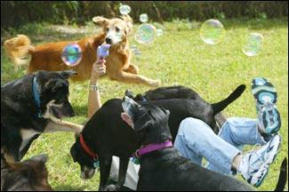 FOR DOGS WHO CARE: Dogs who love to chase, and try to bite, soap bubbles, will adore the Bubble Buddy Bacon-Flavored Dog Bubbles. Although we could discern no bacon flavor.
