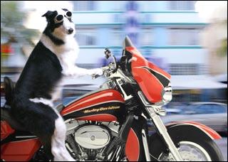 DOGGIE GLASSES: Doggles are a must for the well-outfitted dog if you want to avoid Wind Blowing On The Eyeballs Syndrome.